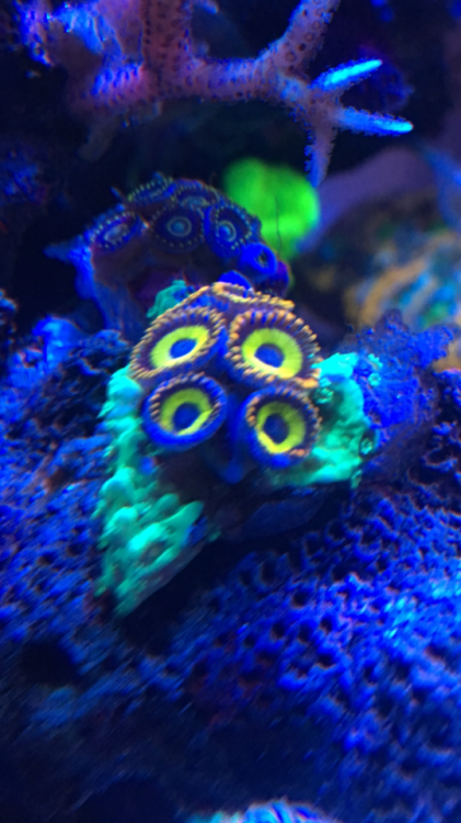 zoanthids on Tumblr