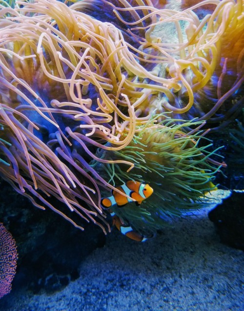 fish animals reef