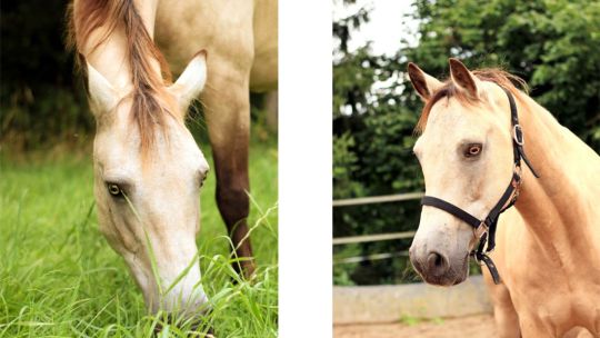 CAV Rassen die Leser reiten Veronika Kraus