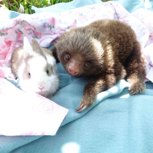 awwww-cute:Happy Easter (Source: http://ift.tt/1WS7nWe)