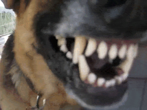Image result for angry dog barking gif
