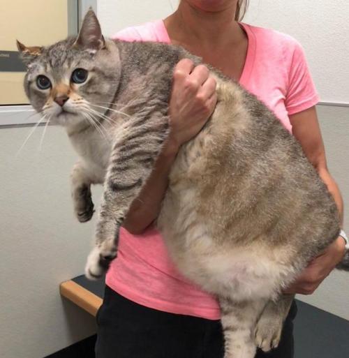 coolcatgroup:unlimited-memes:Meow_irlThe biggest potato