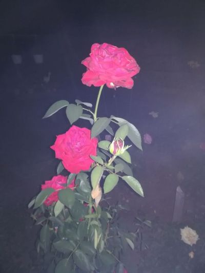 Trandafir Tumblr