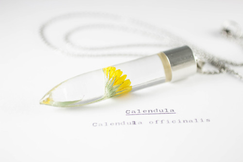 mossofthewoodsjewelry:Calendula (Calendula officinalis)