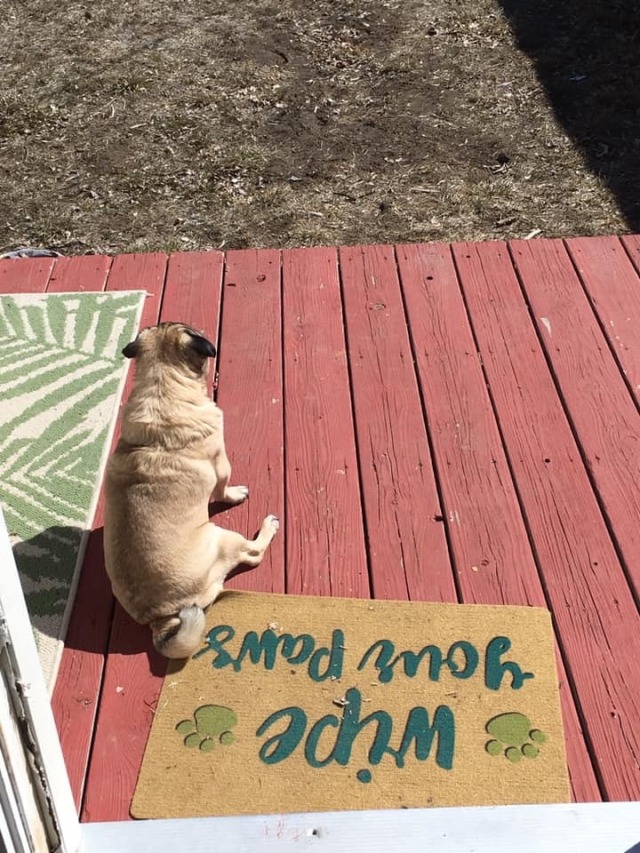 pug vibing | Tumblr