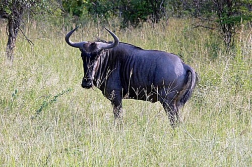 wapiti3:Blue wildebeest (Connochaetes taurinus)Arno Meintjes...