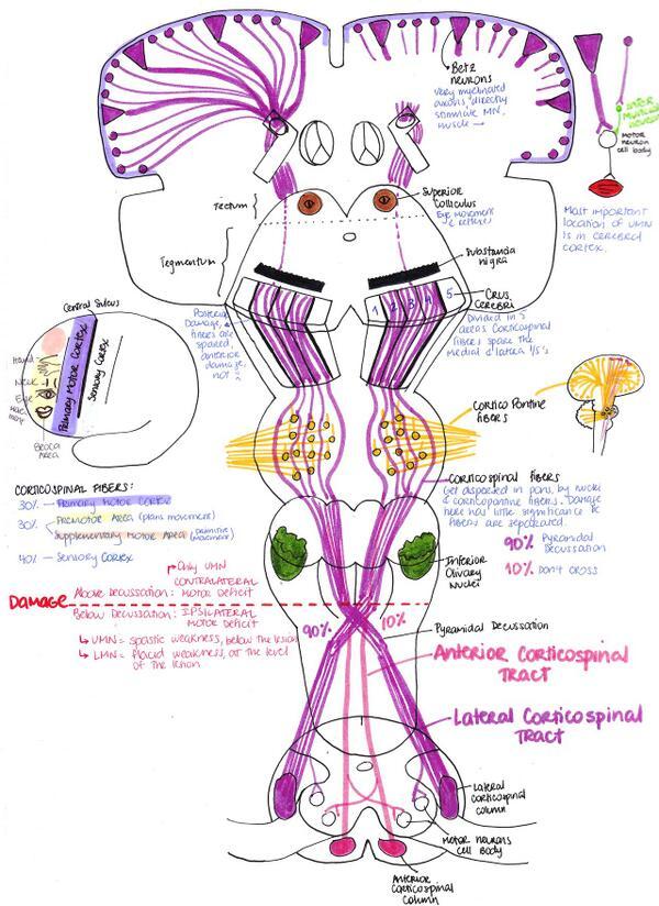 USMLE Notes - Dr Najeeb Notes