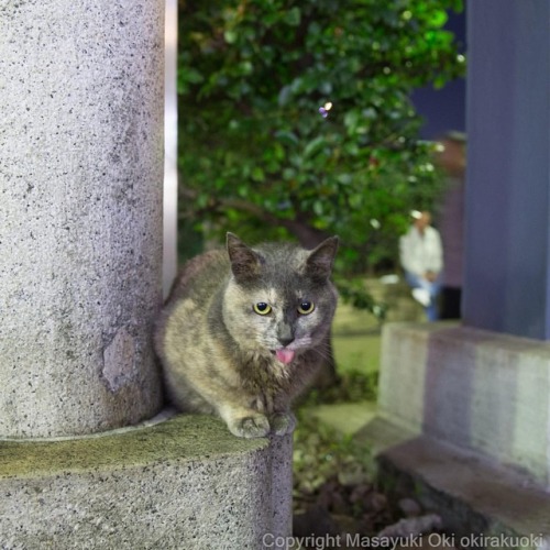 指先を鼻に持っていったら鼻kissついでに舌がにょろっとでてきた。#cat #ねこ #なんか変な匂いしたのかな...