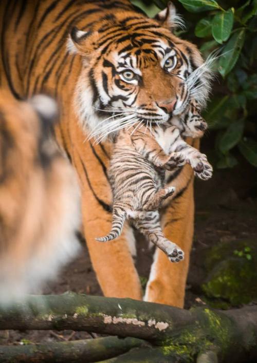 Rare Tiger Cubs Venture Out of DenA trio of tiny Sumatran...