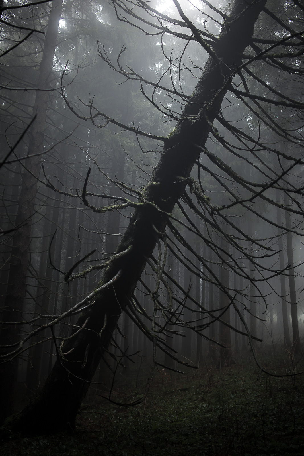 Странный темный лес
