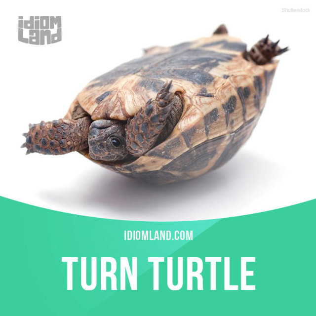 Idiom Land — “Turn turtle” means “to turn upside down”....