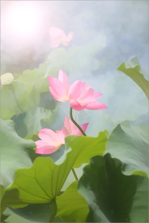 softwaring:Lotus Flowers by Bahman Farzad