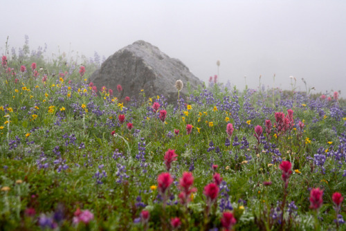 90377:Mt Rainier, Washington State by Filemon & Mickey