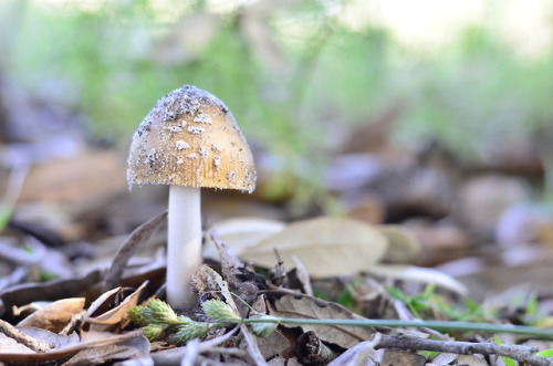 kirrascudderphoto:Sandy amanita in the shade. Seminole...