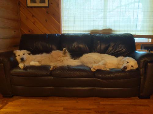 onlygooddogs