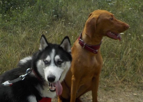 thorthehusky:Thor and Elza