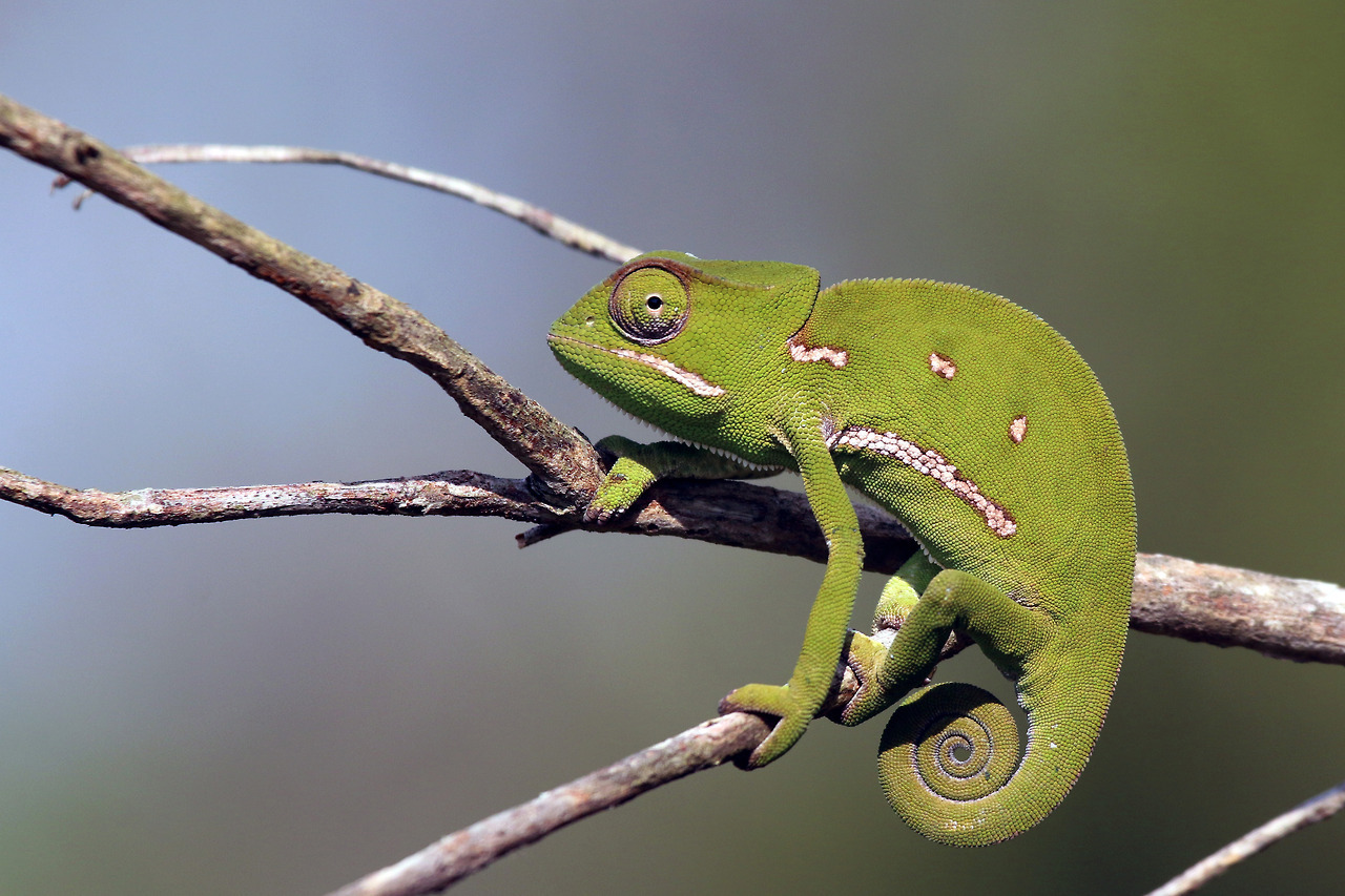 Mumbles & Things - Chameleon Gifts: adaptation, patience, perception