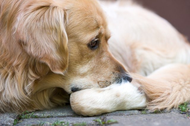 Golden Retrievers Looking Down