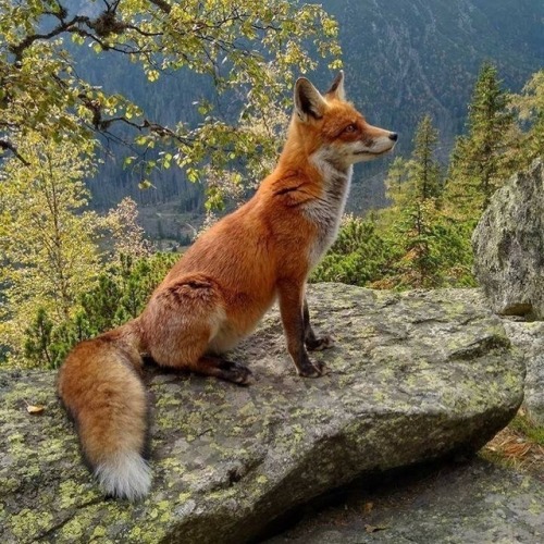 everythingfox:Mountain fox