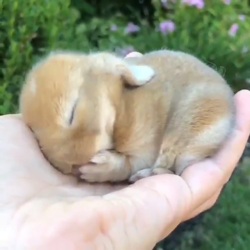 awwww-cute:So precious (Source: https://ift.tt/2DS6qhY)