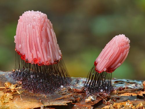 congenitaldisease:Stemonitis fusca is a species of slime mold...