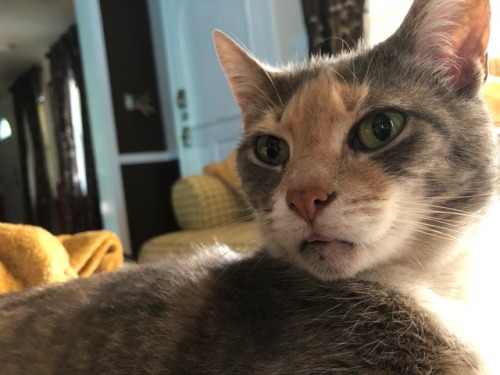 daily-blep:My distracted babe gives a mlem