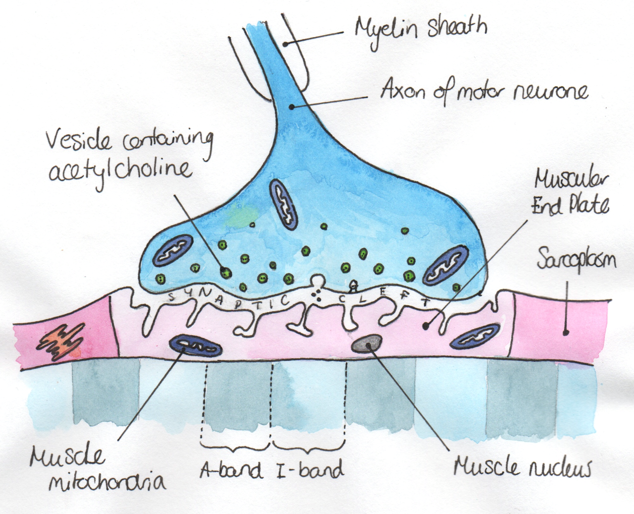 Biological Illustrations — Neuromuscular Junction When An Action ...