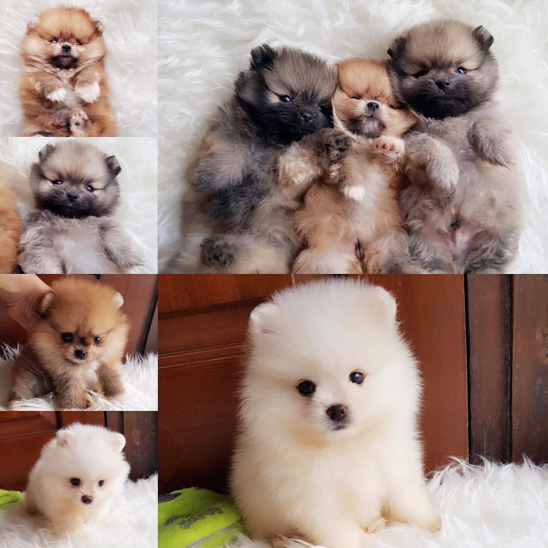 50++ Harga anjing super mini pomeranian update