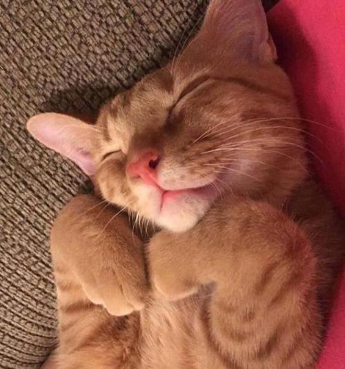awwflycat