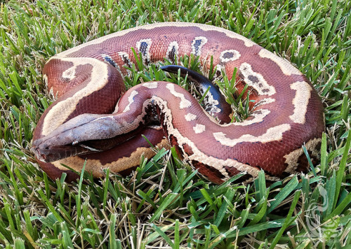 fimbry:Pongo boy ♥Python brongersmai