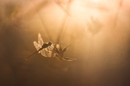 sebastienblommephotography:Sun bath