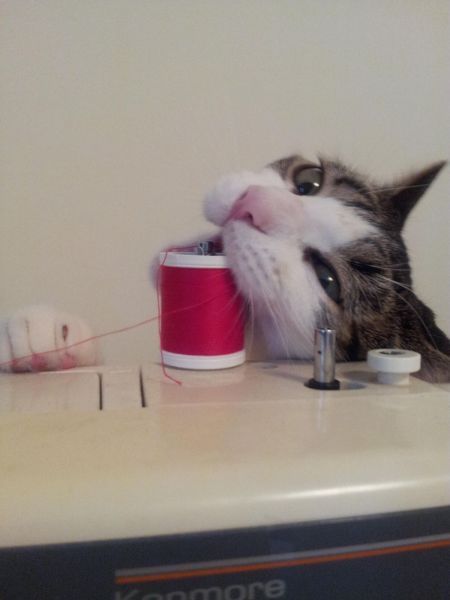 catasters