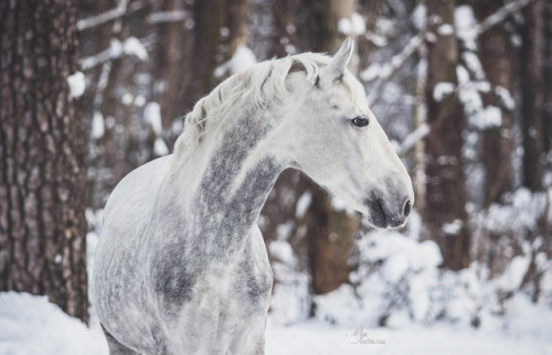 orlovtrotter:Orlov Trotter stallion Omul’ (”Cisco”)By: Rita...