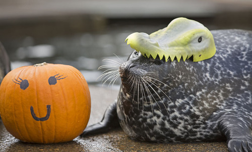 burritoseal:Boots the Halloween sealGetting in the halloween...