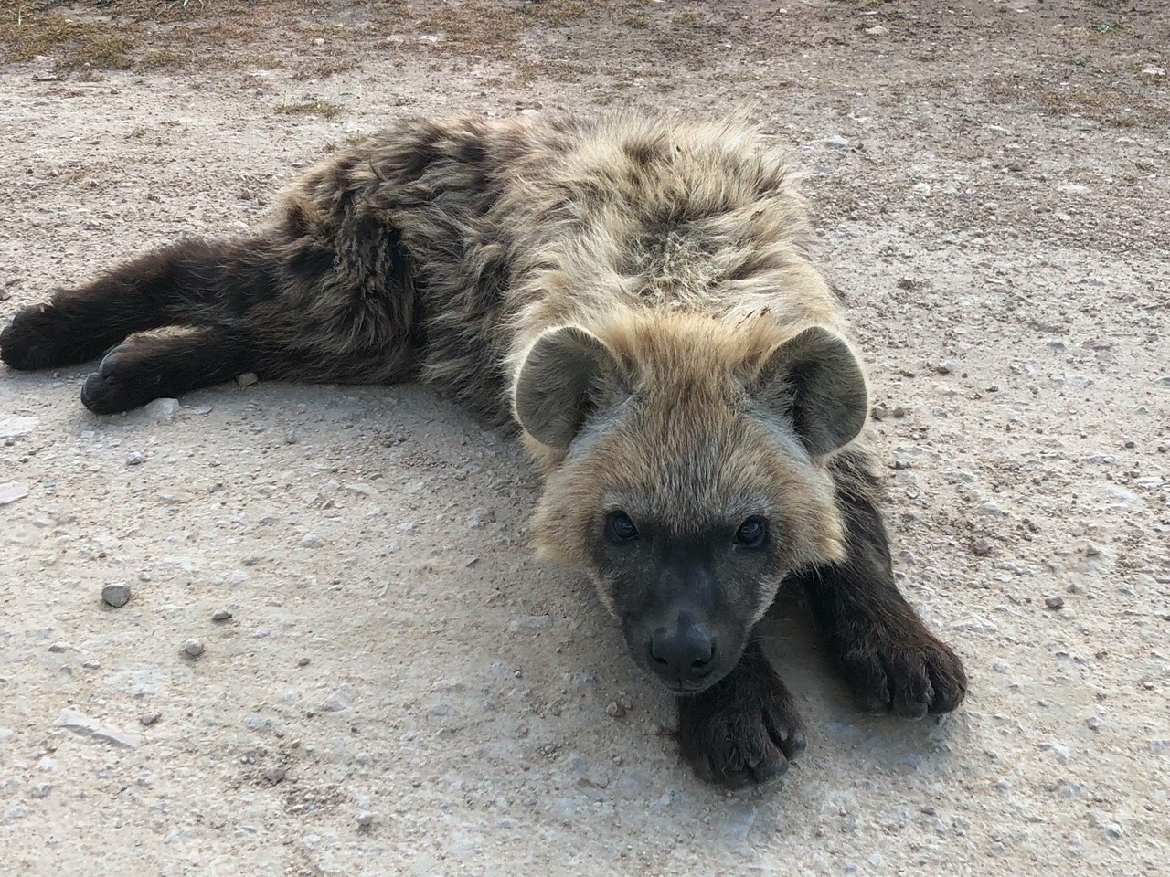 Hyena-cub | Tumblr