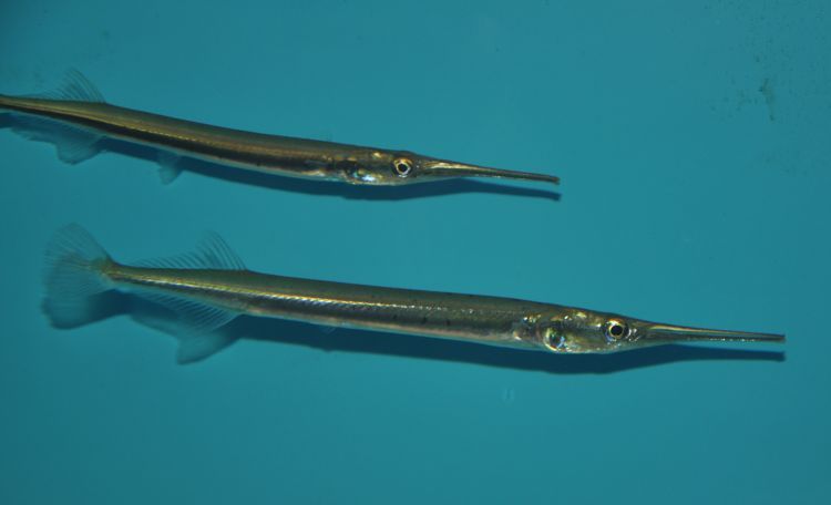 The Brackish Tank • Asian Needlefish Genus: Xenentodon Species: X....