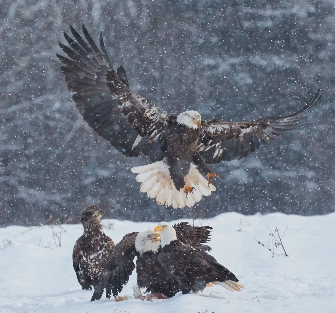 Top Shot: The Eagle Has Landed Top Shot... -- Editors' Spotlight ...