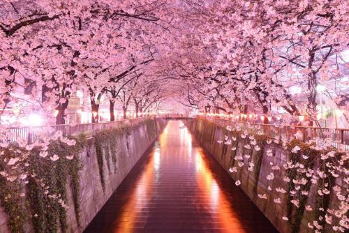 coolthingoftheday:TOP TEN MOST BEAUTIFUL TREE PATHS1....