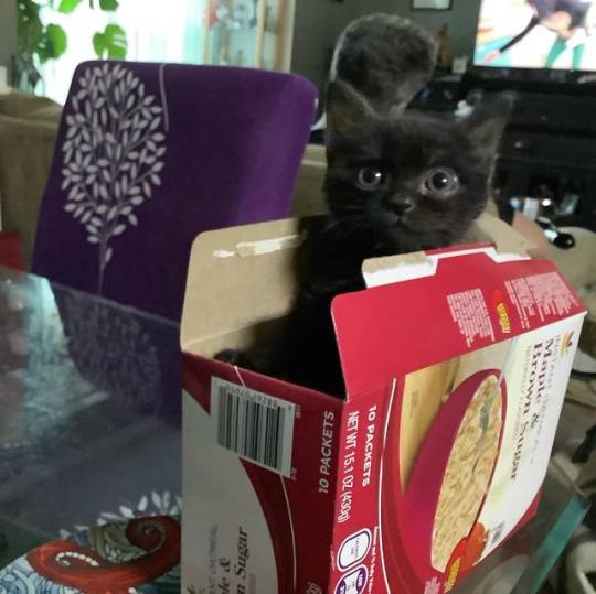 "Ha!! They'll never find me here!" Photos by The CAT LVT