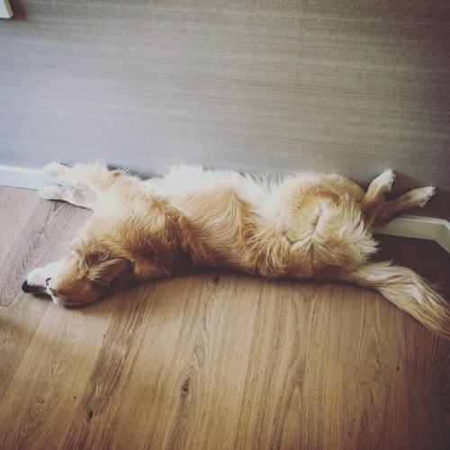 goldenretriever dogsofinstagram dogstagram relax relaxing