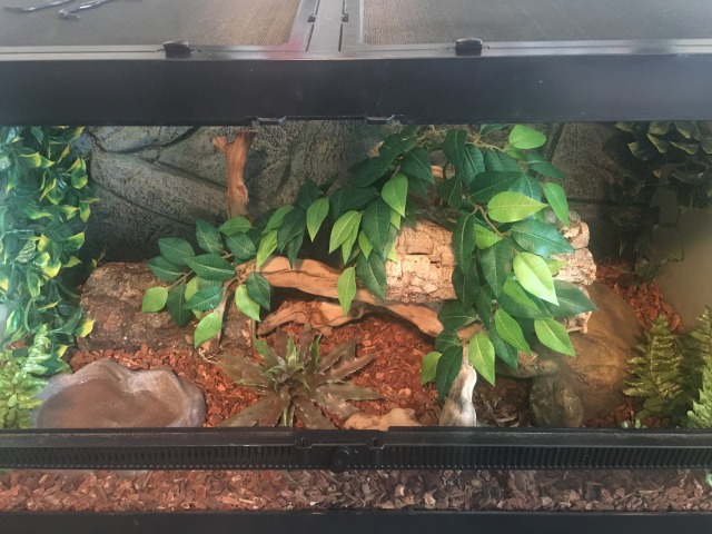 Thlpp. Purveyor of fine snek: So, my adult corn snake lives in ...