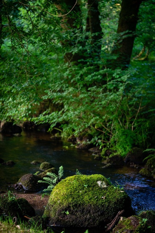 stephenearp:Rock, stream, moss and ferns