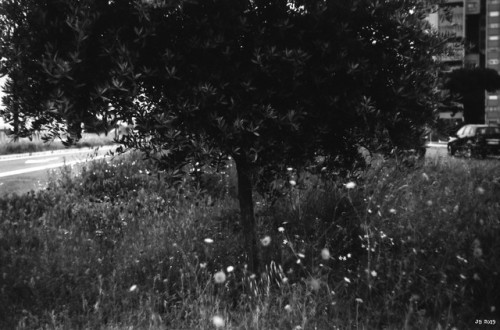 johbeil:
“Traffic island
with a young olive tree, flowers and grasses. Leica IIIg on Adox CMS 20 II film.
Posted for Monochrome Monday.
”