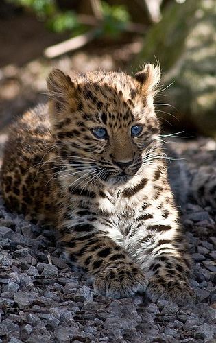 Funny Wildlife • Amur Leopard Cub by Lee Stokes