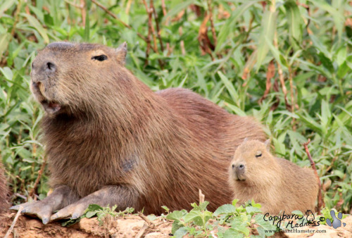 Capybara Photo-of-the-Day