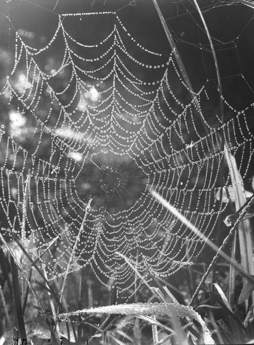 clawmarks:Dewey spider web (positive and negative image) from...