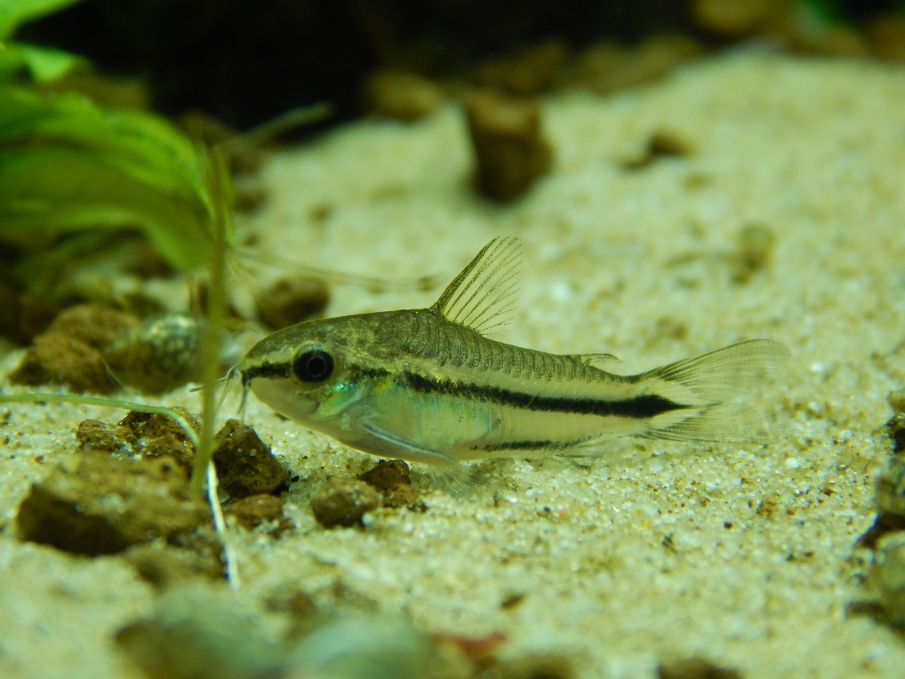 Questionably Caffeinated — Pygmy Corydoras (corydoras Pygmaeus), Ft 