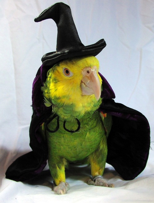 horrorandhalloween:Pet Halloween costumes: Birds