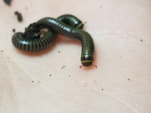 bugkeeping