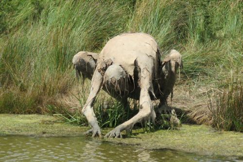 excited-dad:thefabulousweirdtrotters:Homo Algus, Marais de...